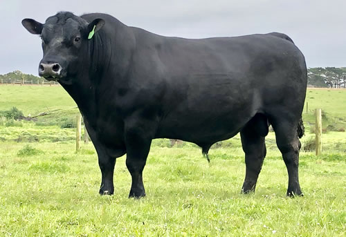 Raff Angus sire